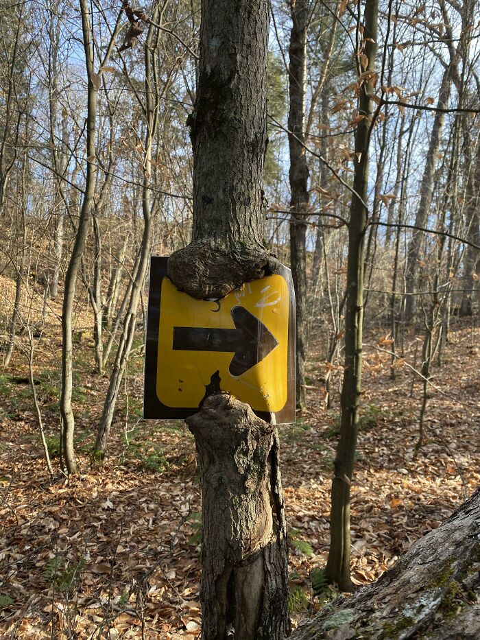 Wait… Trees Actually Munch On Stuff?! You Have To See This!