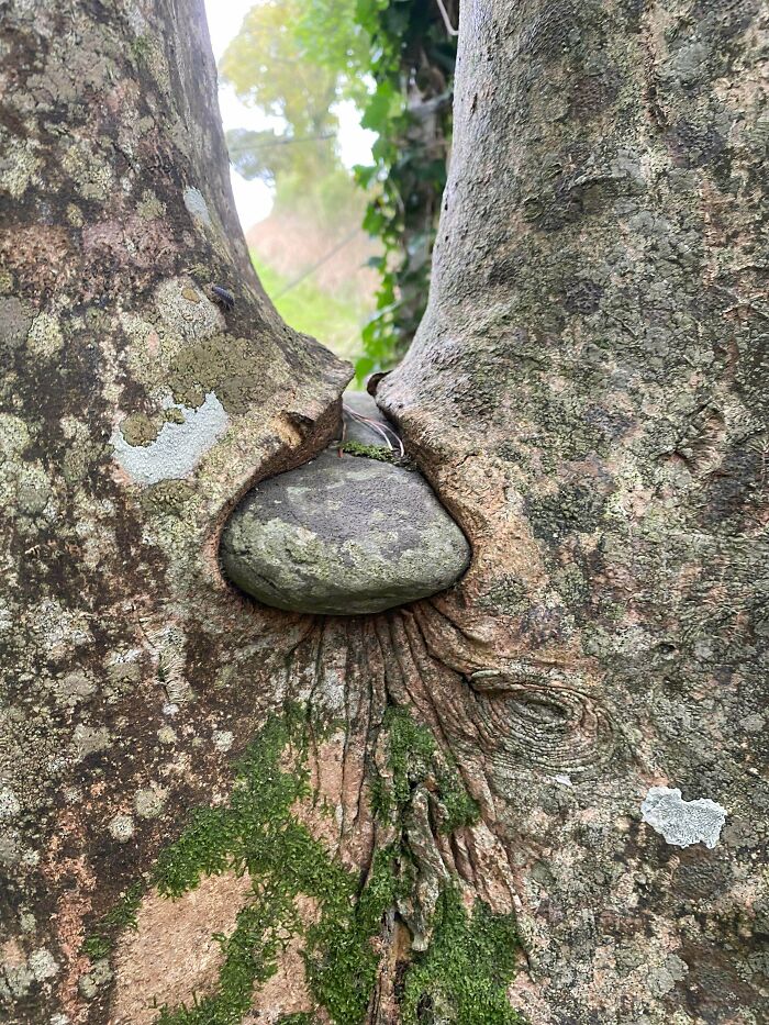 Wait… Trees Actually Munch On Stuff?! You Have To See This!