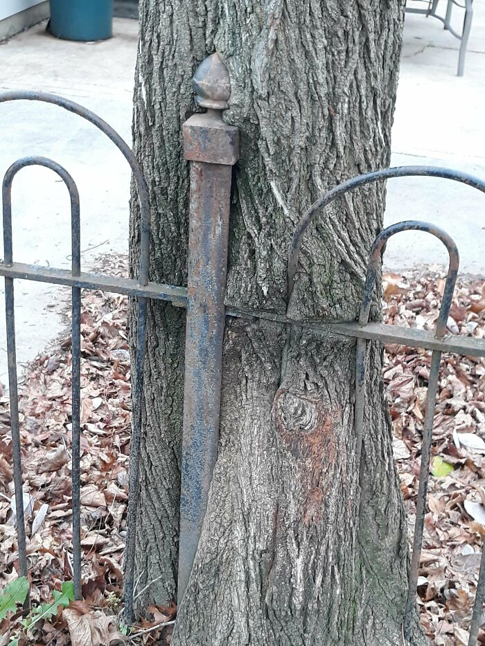 Wait… Trees Actually Munch On Stuff?! You Have To See This!