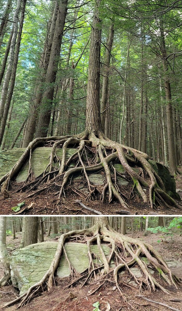 Wait… Trees Actually Munch On Stuff?! You Have To See This!