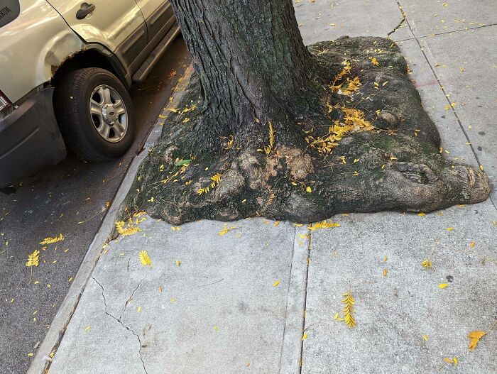 Wait… Trees Actually Munch On Stuff?! You Have To See This!