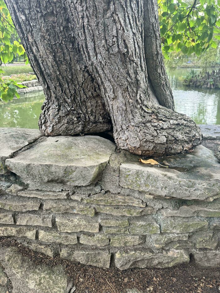 Wait… Trees Actually Munch On Stuff?! You Have To See This!