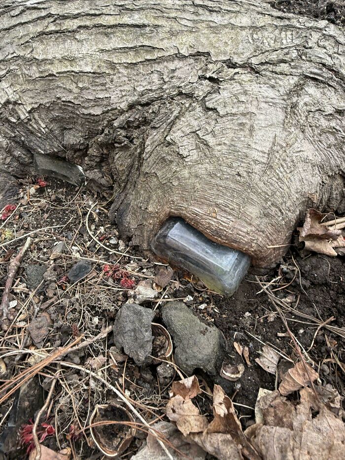 Wait… Trees Actually Munch On Stuff?! You Have To See This!