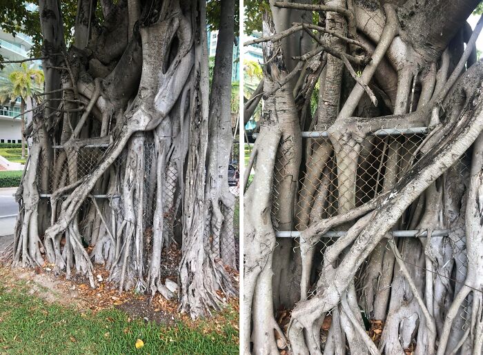 Wait… Trees Actually Munch On Stuff?! You Have To See This!
