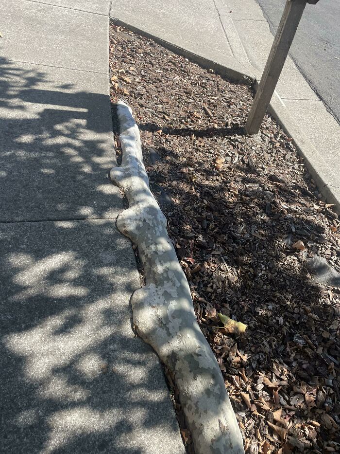 Wait… Trees Actually Munch On Stuff?! You Have To See This!