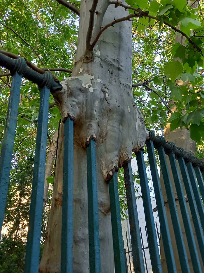 Wait… Trees Actually Munch On Stuff?! You Have To See This!