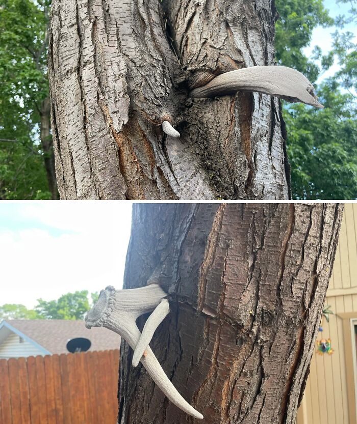 Wait… Trees Actually Munch On Stuff?! You Have To See This!