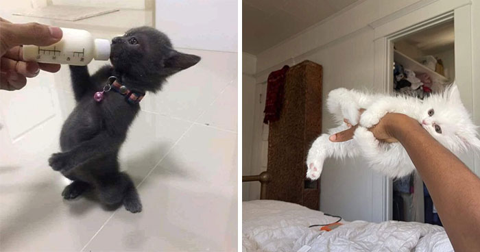 30 Cat Pics That Prove Cats Are The Secret Rulers Of The Internet