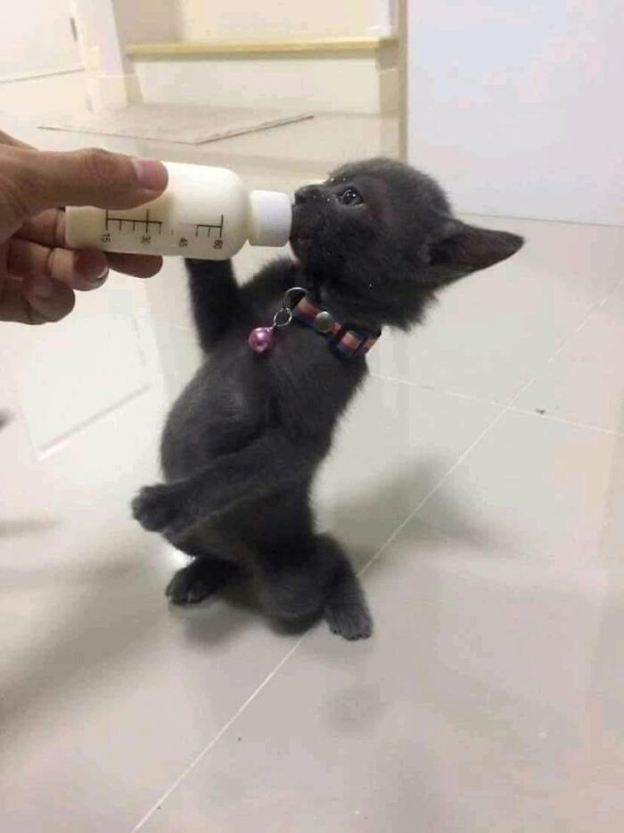 30 Cat Pics That Prove Cats Are The Secret Rulers Of The Internet