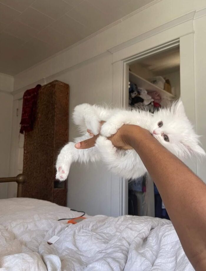 30 Cat Pics That Prove Cats Are The Secret Rulers Of The Internet