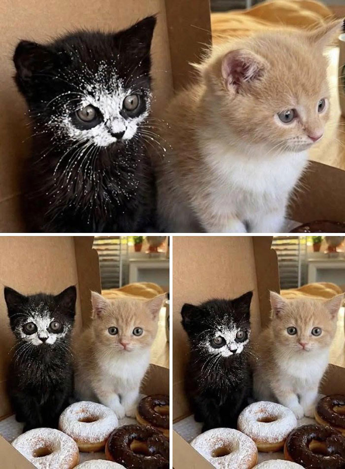 30 Cat Pics That Prove Cats Are The Secret Rulers Of The Internet