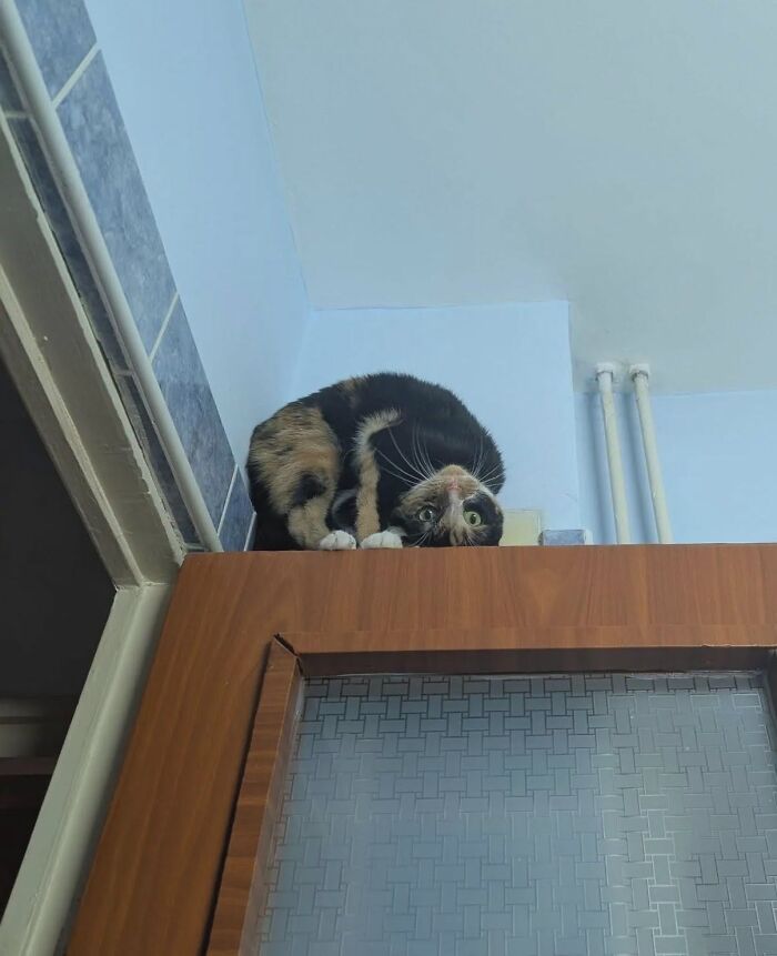 30 Cat Pics That Prove Cats Are The Secret Rulers Of The Internet
