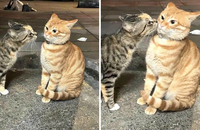 30 Cat Pics That Prove Cats Are The Secret Rulers Of The Internet