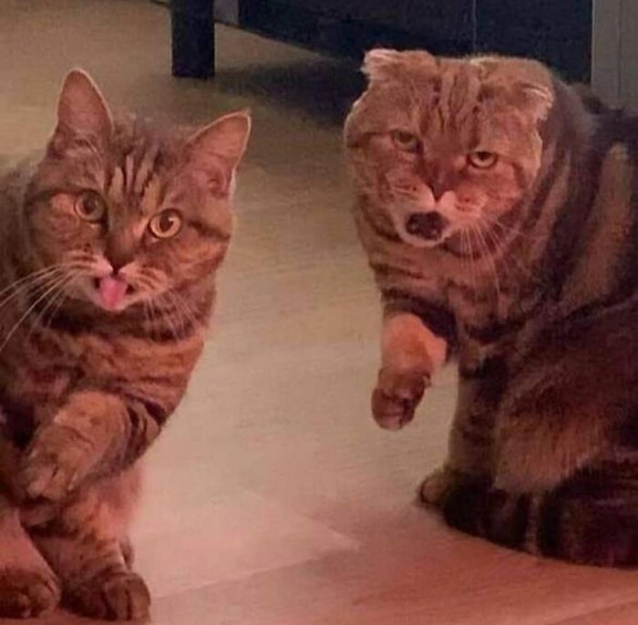 30 Cat Pics That Prove Cats Are The Secret Rulers Of The Internet