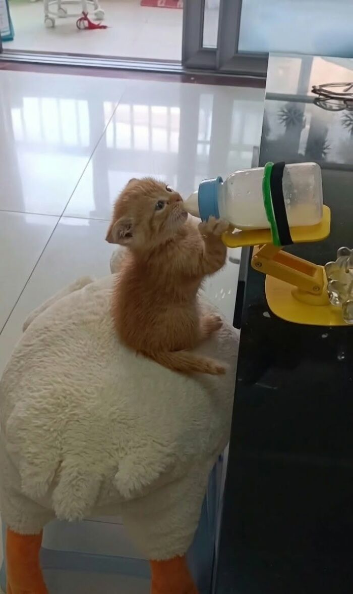 30 Cat Pics That Prove Cats Are The Secret Rulers Of The Internet