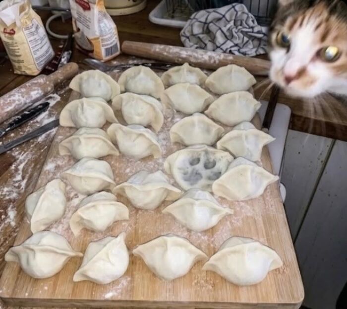 30 Cat Pics That Prove Cats Are The Secret Rulers Of The Internet