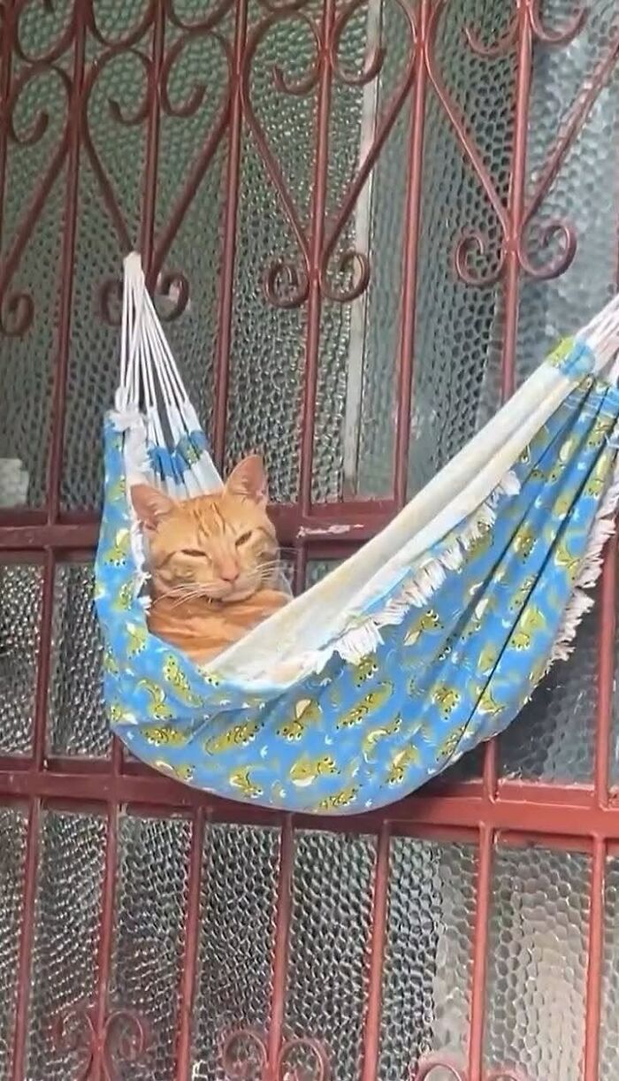 30 Cat Pics That Prove Cats Are The Secret Rulers Of The Internet