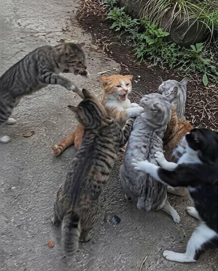 30 Cat Pics That Prove Cats Are The Secret Rulers Of The Internet