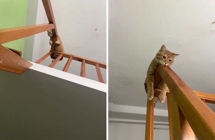 30 Cat Pics That Prove Cats Are The Secret Rulers Of The Internet