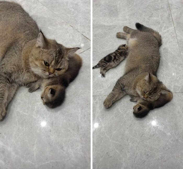 30 Cat Pics That Prove Cats Are The Secret Rulers Of The Internet