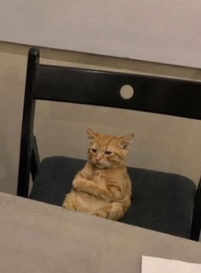30 Cat Pics That Prove Cats Are The Secret Rulers Of The Internet