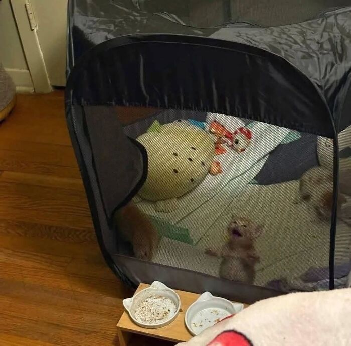 30 Cat Pics That Prove Cats Are The Secret Rulers Of The Internet