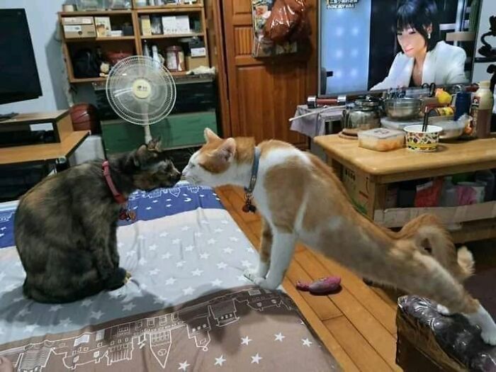30 Cat Pics That Prove Cats Are The Secret Rulers Of The Internet
