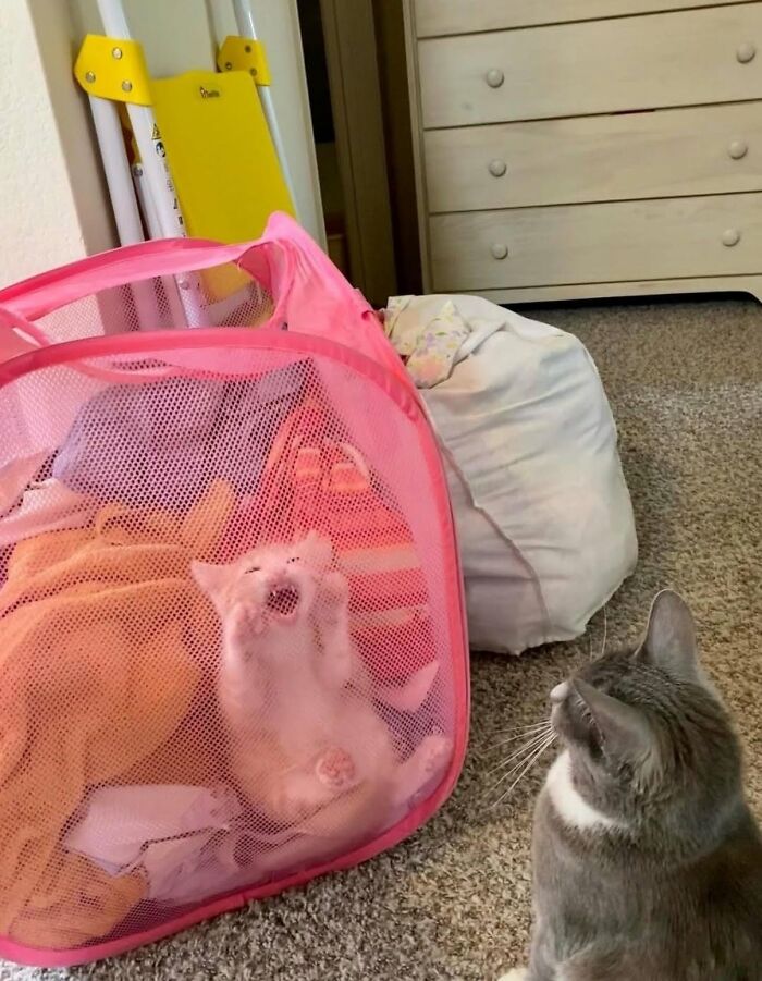 30 Cat Pics That Prove Cats Are The Secret Rulers Of The Internet