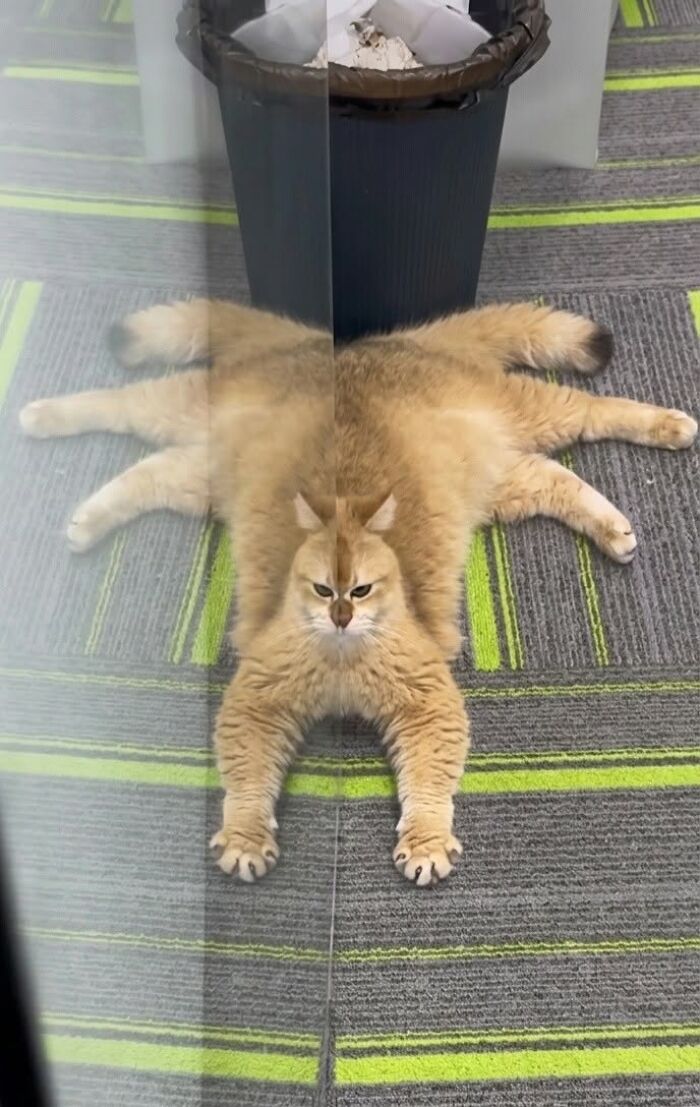 30 Cat Pics That Prove Cats Are The Secret Rulers Of The Internet