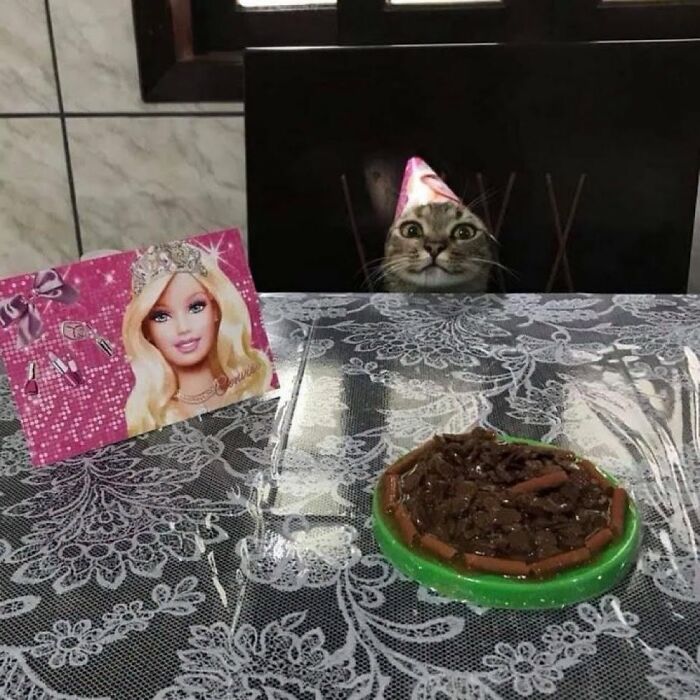30 Cat Pics That Prove Cats Are The Secret Rulers Of The Internet