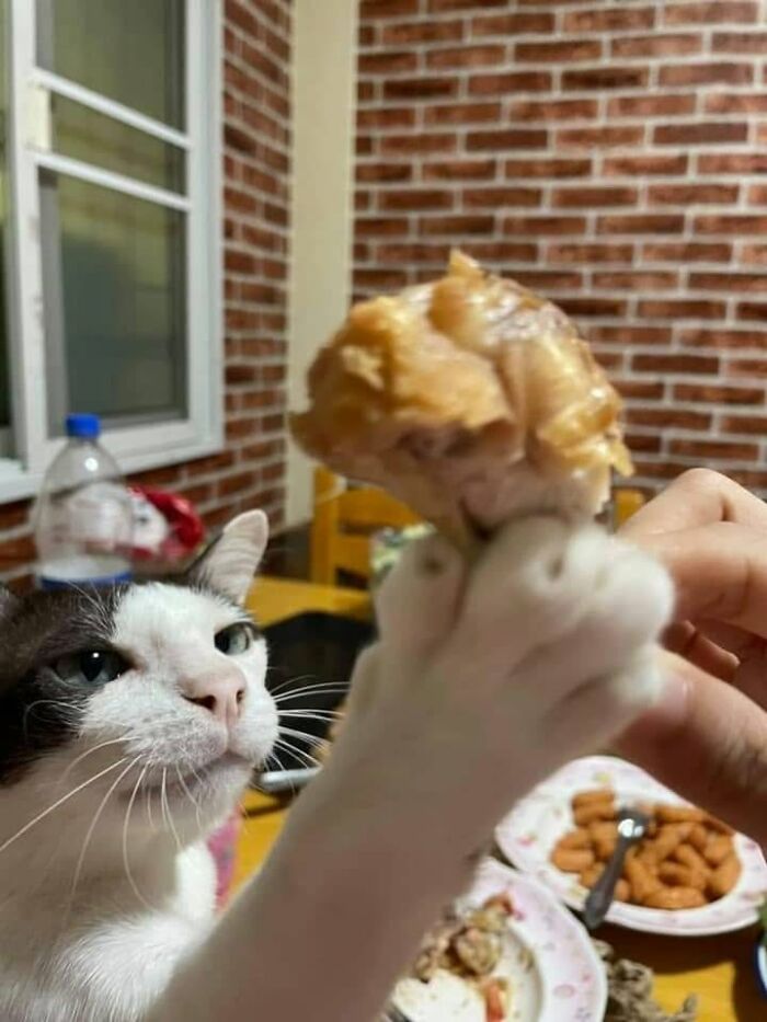 30 Cat Pics That Prove Cats Are The Secret Rulers Of The Internet