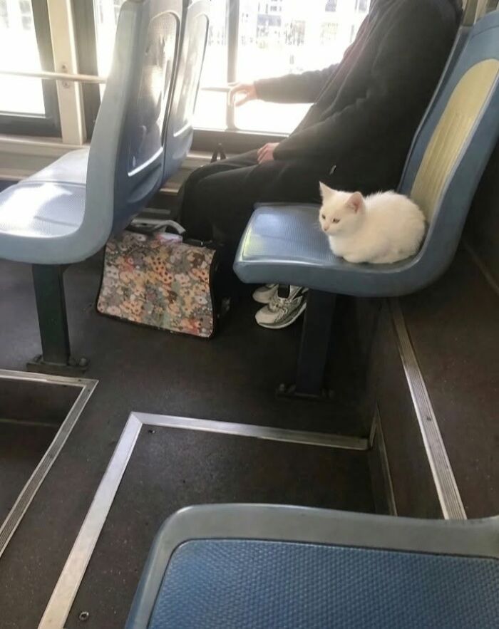 30 Cat Pics That Prove Cats Are The Secret Rulers Of The Internet