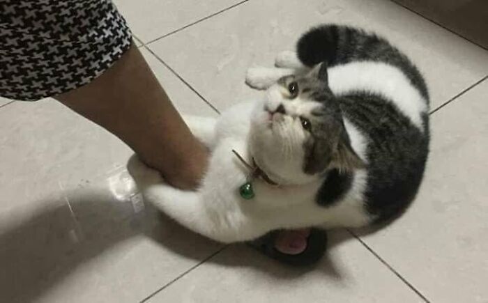 30 Cat Pics That Prove Cats Are The Secret Rulers Of The Internet