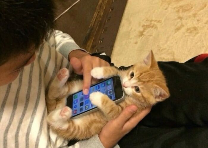 30 Cat Pics That Prove Cats Are The Secret Rulers Of The Internet
