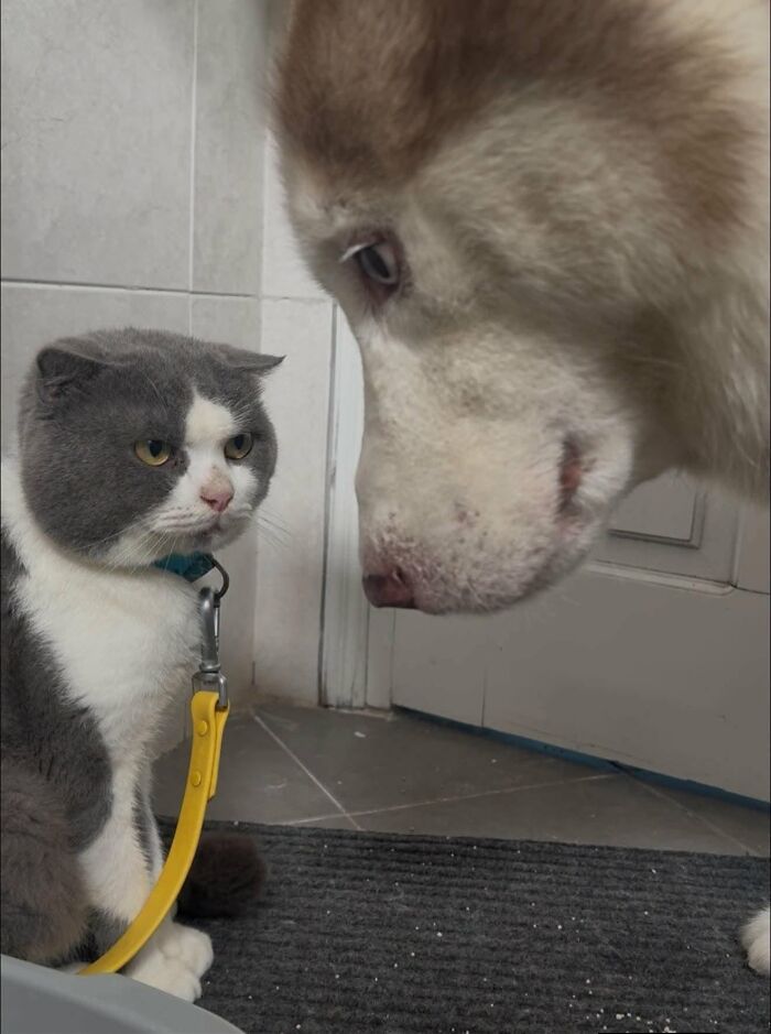 30 Cat Pics That Prove Cats Are The Secret Rulers Of The Internet