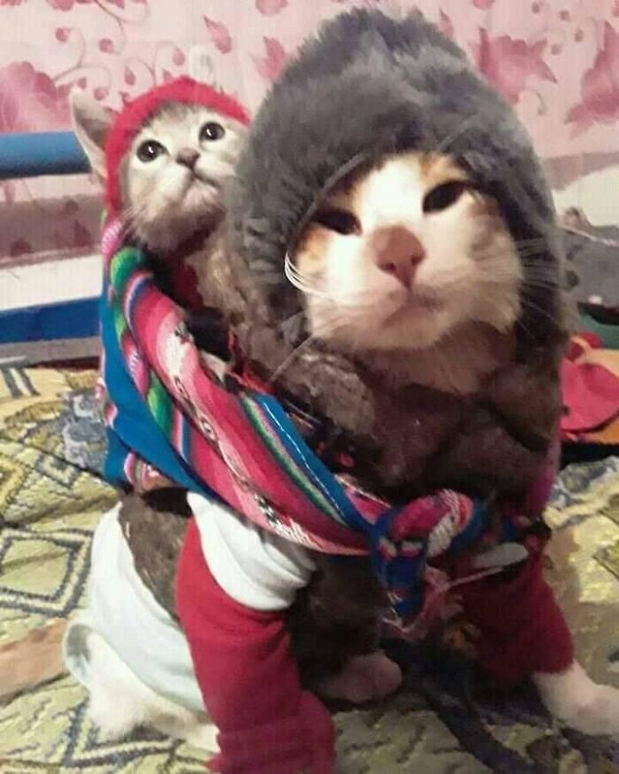 30 Cat Pics That Prove Cats Are The Secret Rulers Of The Internet