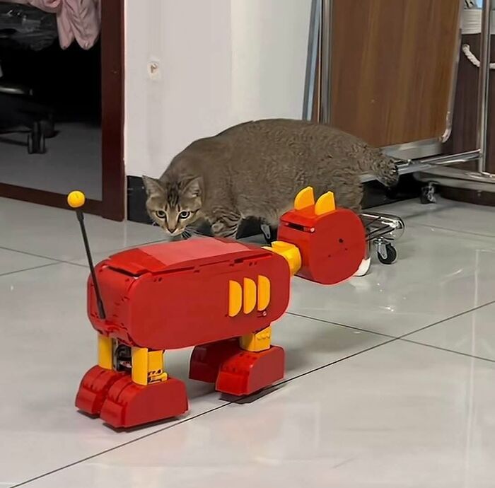 30 Cat Pics That Prove Cats Are The Secret Rulers Of The Internet
