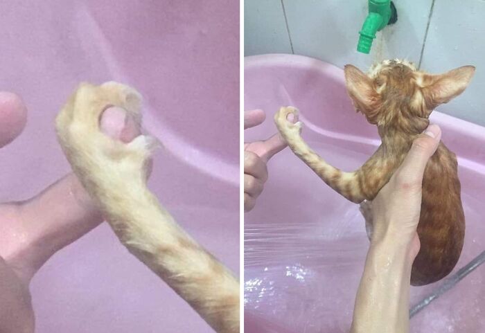30 Cat Pics That Prove Cats Are The Secret Rulers Of The Internet