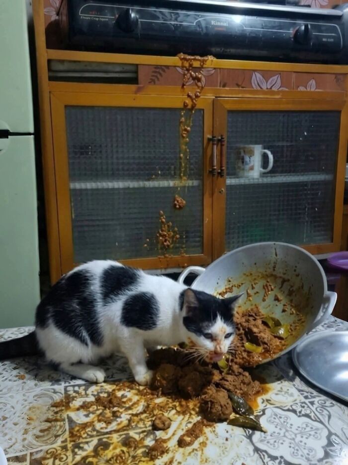 30 Cat Pics That Prove Cats Are The Secret Rulers Of The Internet