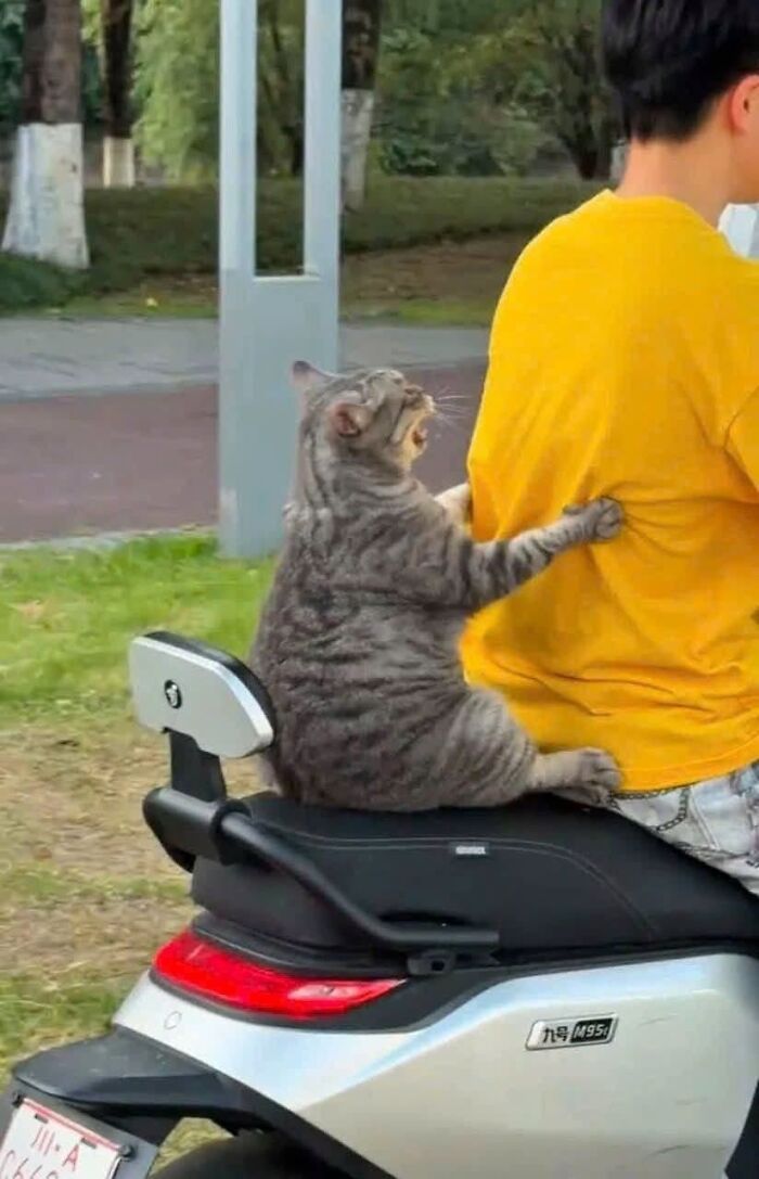30 Cat Pics That Prove Cats Are The Secret Rulers Of The Internet