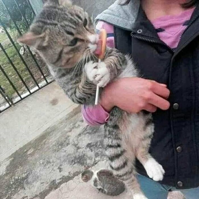 30 Cat Pics That Prove Cats Are The Secret Rulers Of The Internet