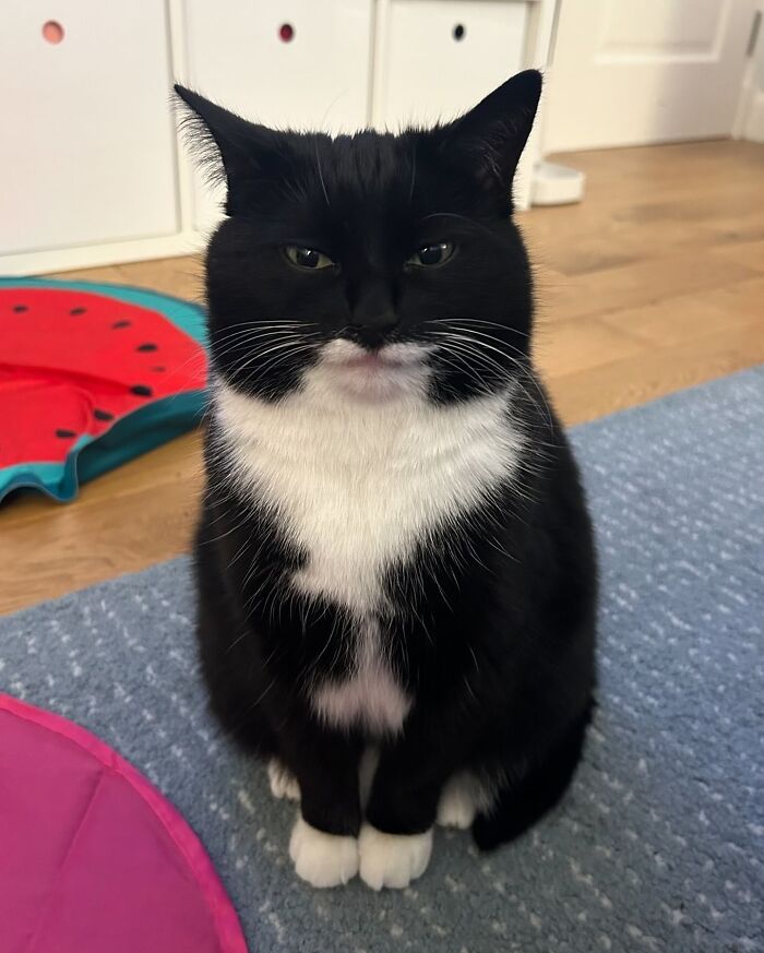 Meet Catman: Feline and Proud