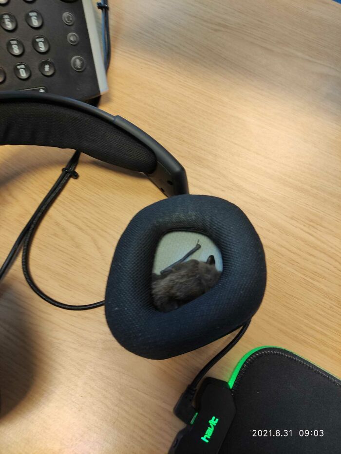 That Awkward Moment You Find A Bat In Your Headset