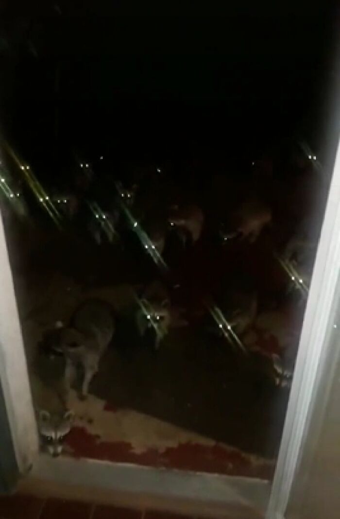 Raccoons Gone Rogue (Cursed Edition)