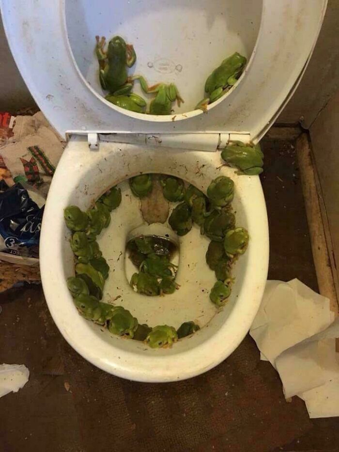 Toilet Sightings That Will Ruin Your Bathroom Time