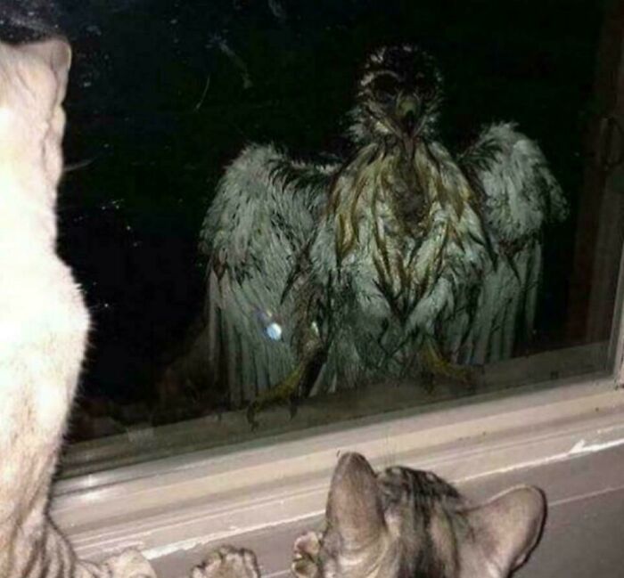 Cursed_image.jpg and It Shows
