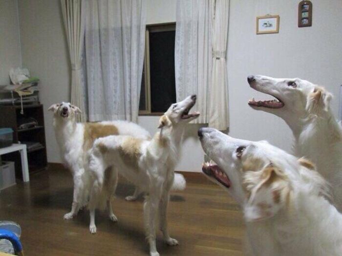What Are They All Looking At? Your Guess Is As Good As Ours