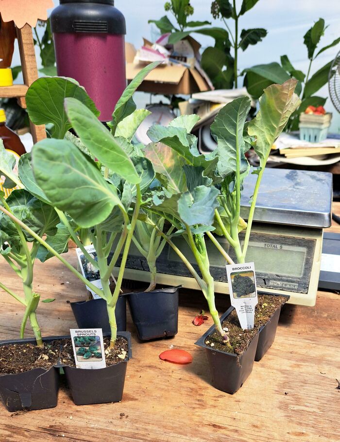 Customer Refuses to Buy Three 6-Packs Separately, So He Cuts Off Plants Instead