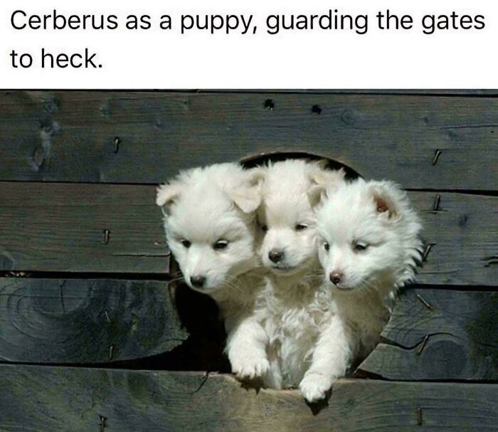 Who's A Good Boy?