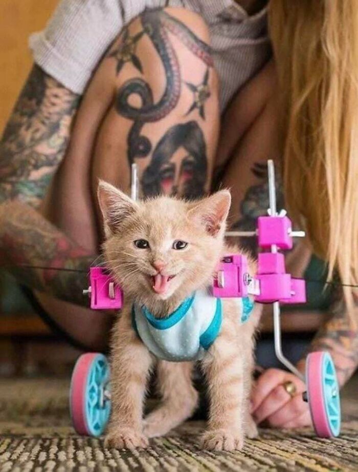 How Much Would a 3D-Printed Wheelchair for Kittens Even Cost? Meet Two Little Heroes Who Need It